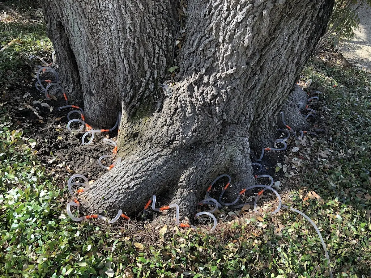 Detailed Tree Cabling and Bracing job site in Tidewater