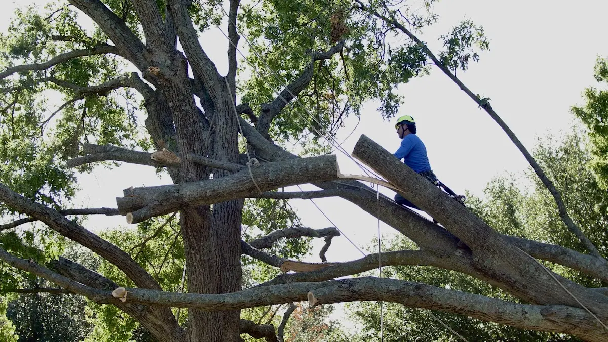 Professional Crown Thinning performed by certified arborists in Tidewater